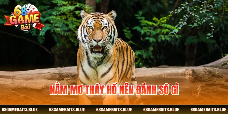 Nằm mơ thấy hổ nên đánh số gì
